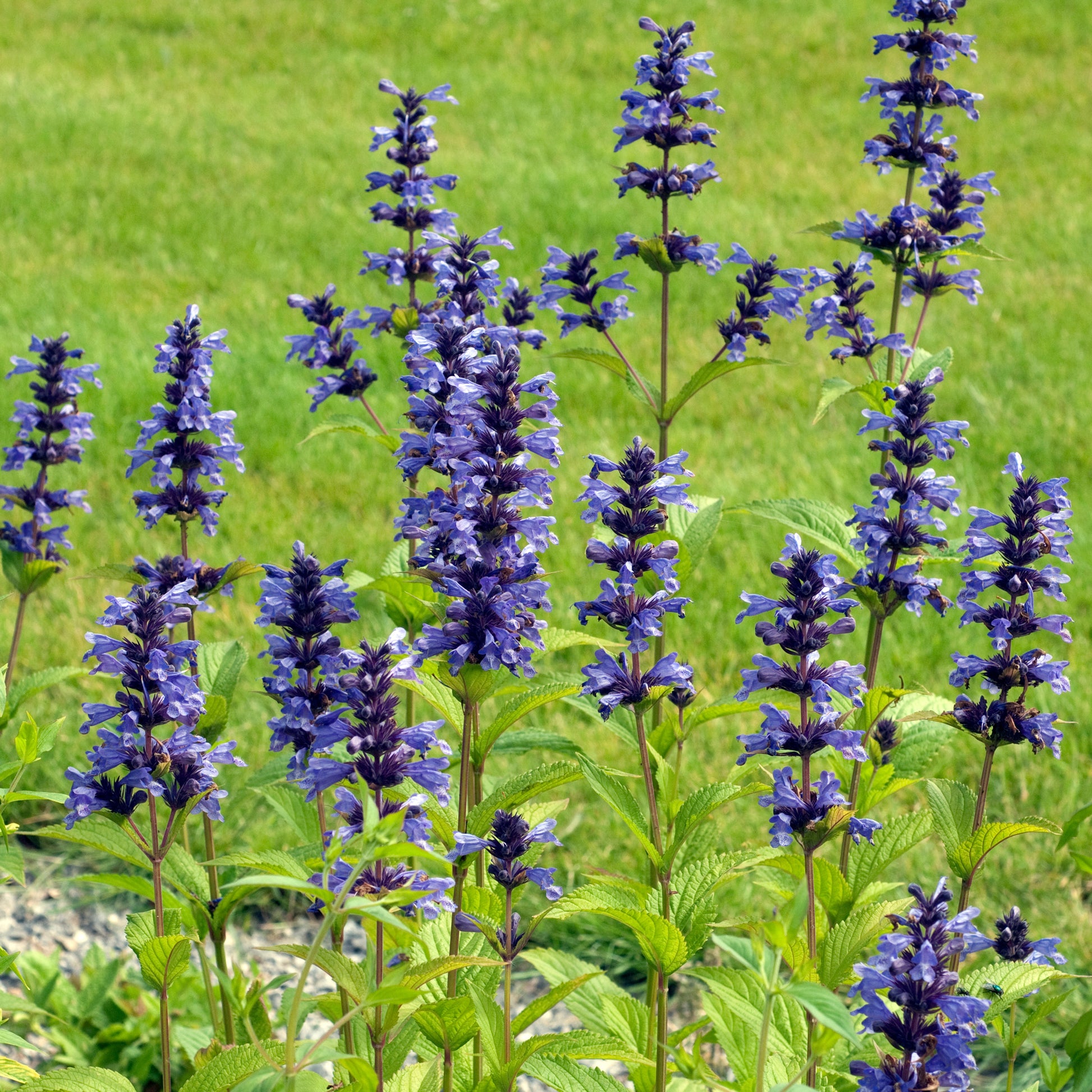 Kaukasische Katzenminze - Nepeta kubanica - Bakker