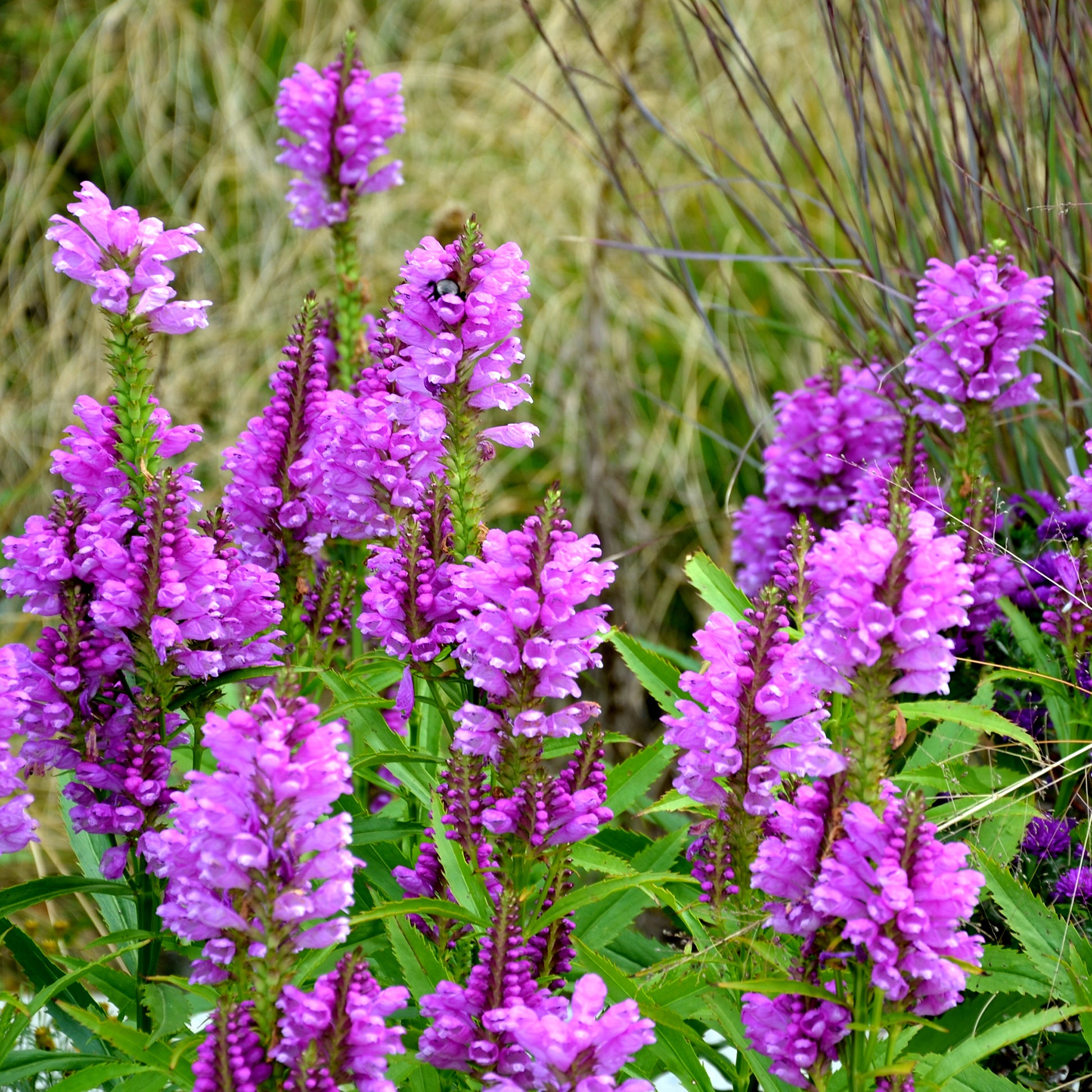 Gelenkblume Vivid - Physostegia virginiana Vivid - Bakker