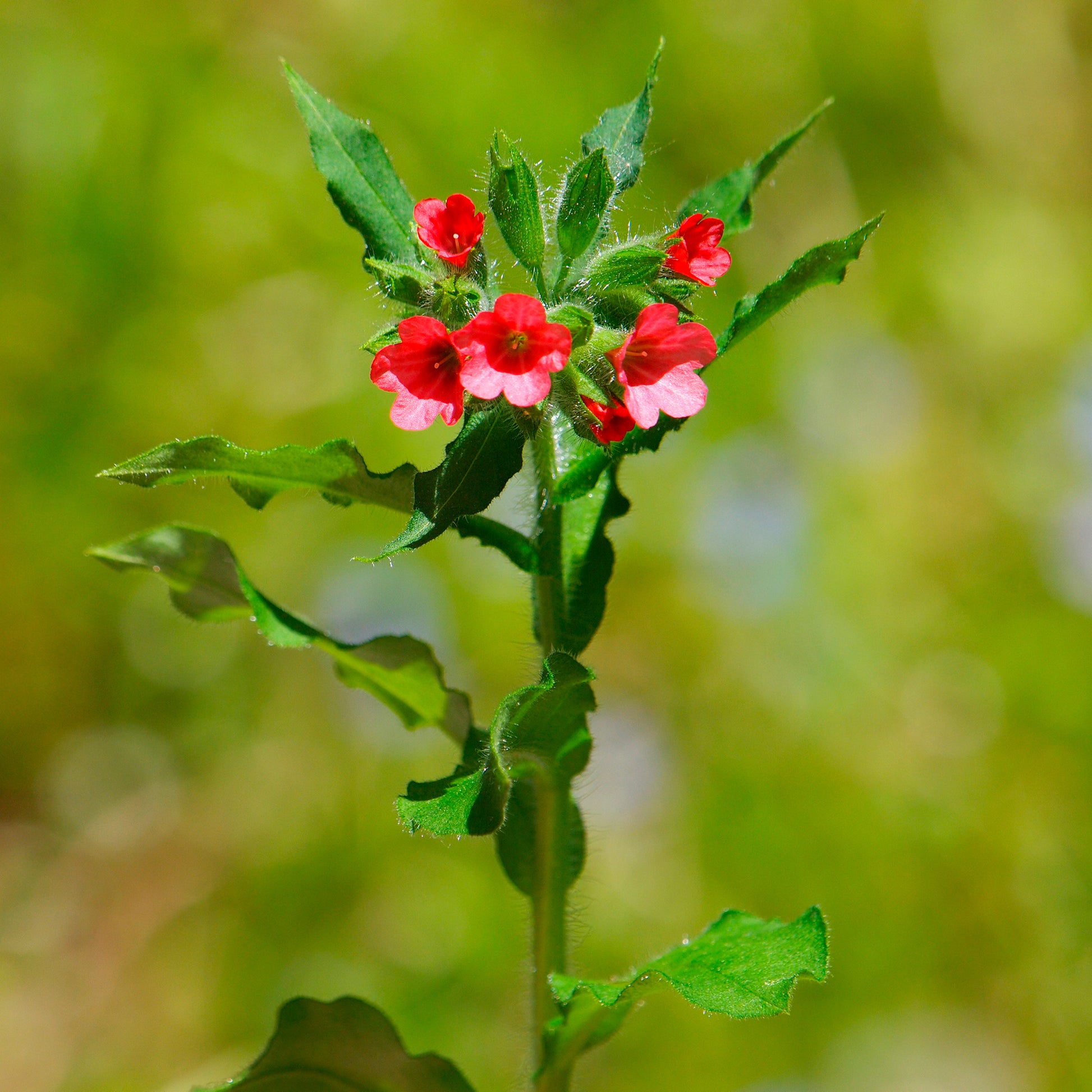 Pulmonaria rubra - Rotblühendes Lungenkraut - Lungenkraut