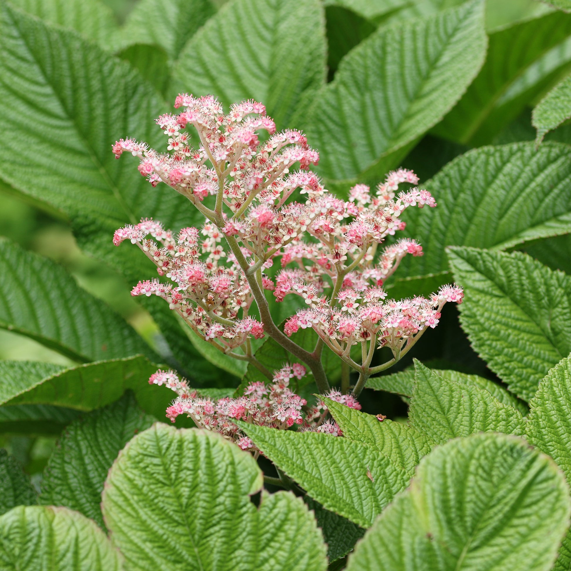 Henry-Schaublatt - Rodgersia henrici - Bakker