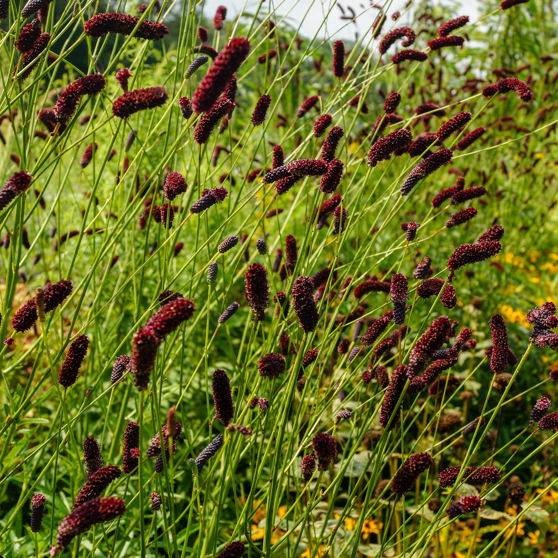Verkauf Purpurfarbener Hoher Wiesenknopf - Sanguisorba tenuifolia Purpurea