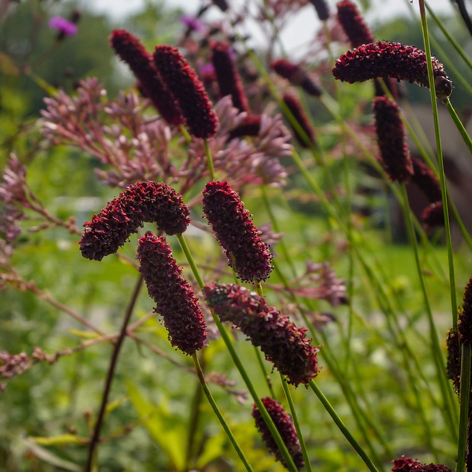 Wiesenknopf - Purpurfarbener Hoher Wiesenknopf - Sanguisorba tenuifolia Purpurea