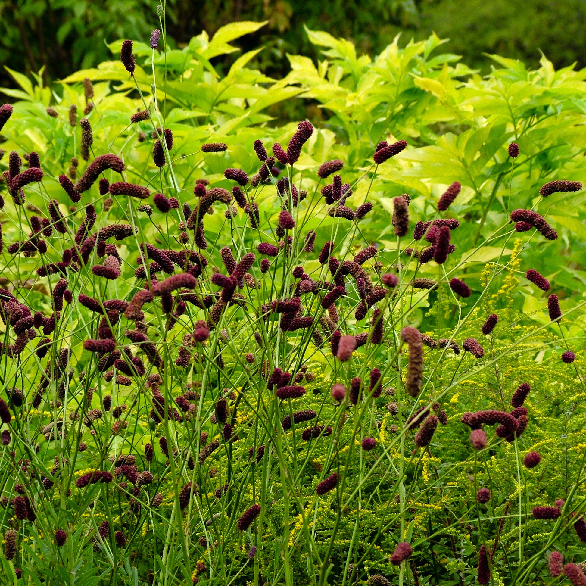 Purpurfarbener Hoher Wiesenknopf - Sanguisorba tenuifolia Purpurea - Bakker
