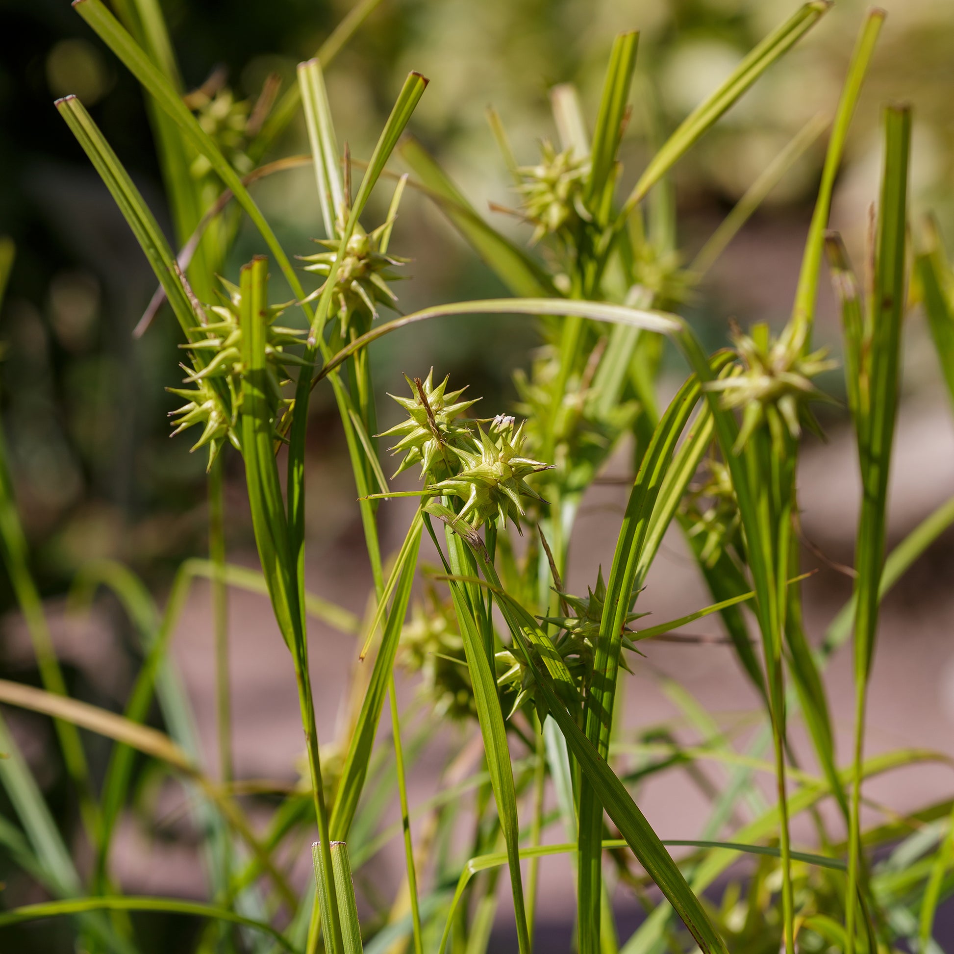 Carex - Keulensegge - Carex grayi