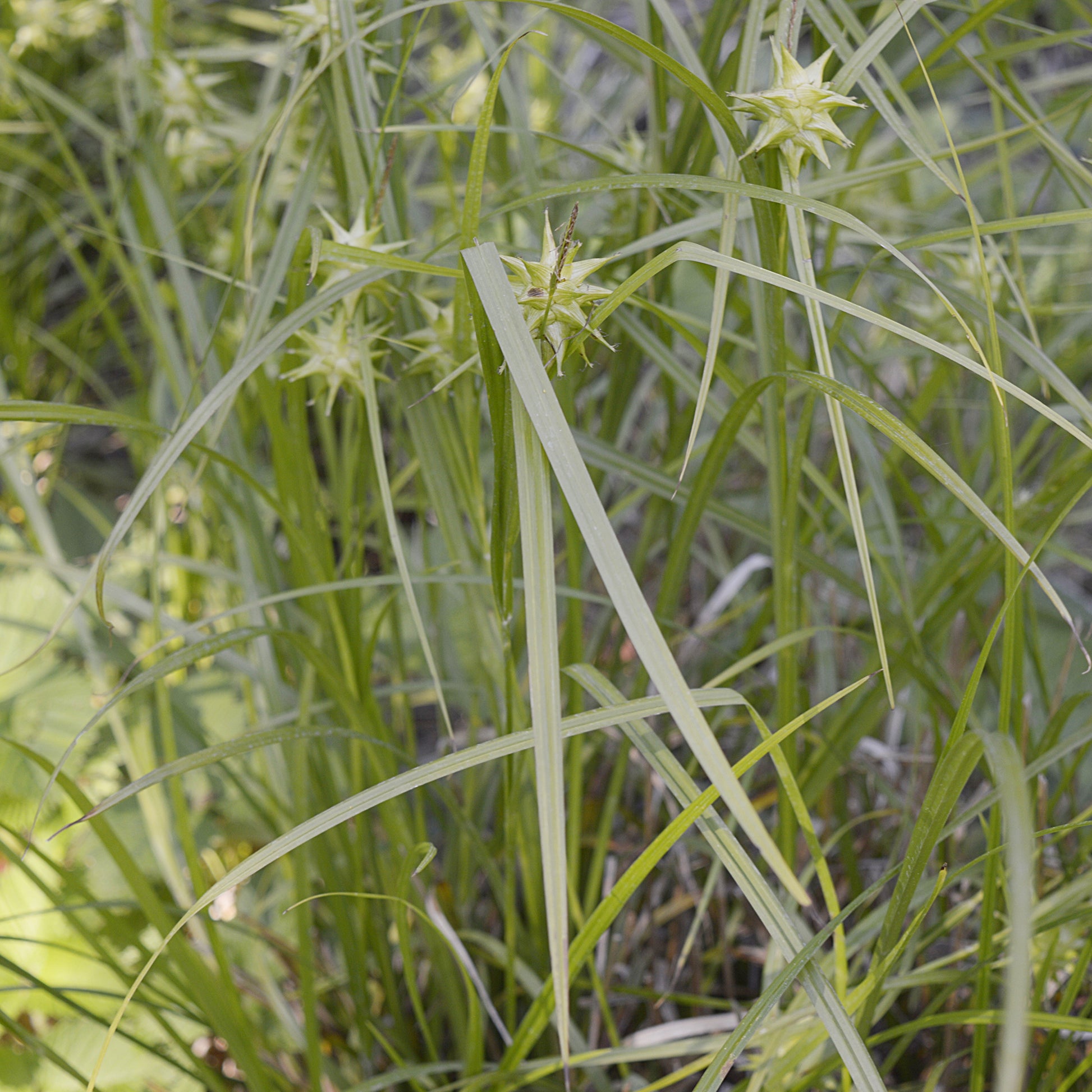 Carex grayi - Keulensegge - Carex