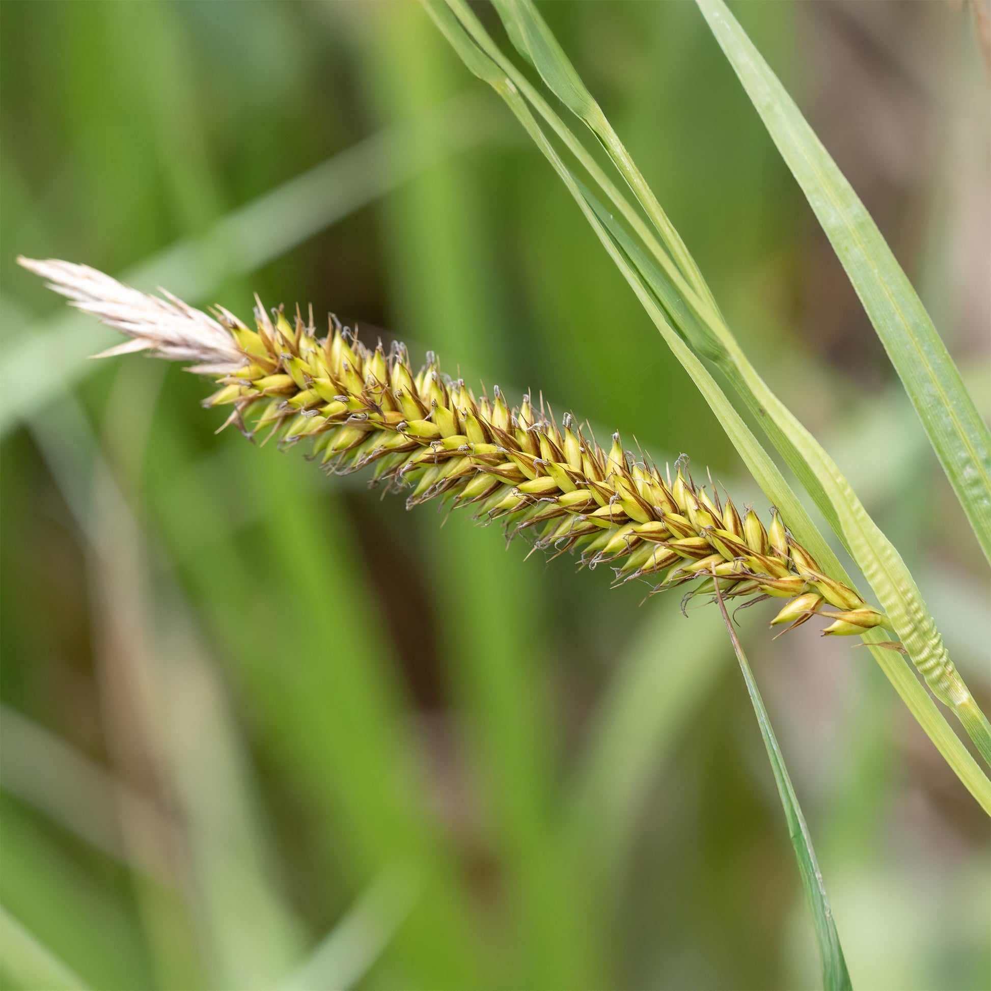 Carex riparia - Ufersegge Carex - Carex