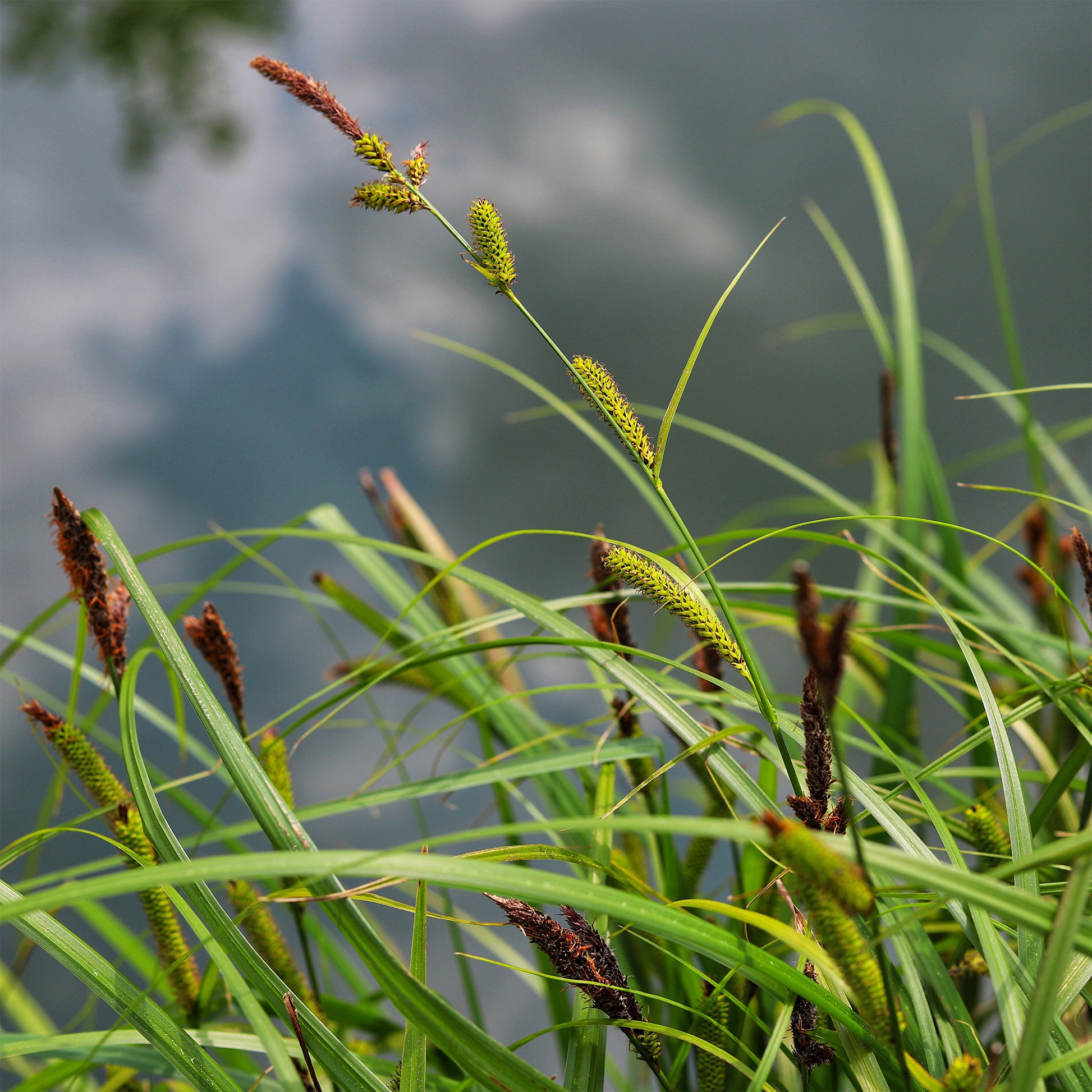Ufersegge Carex - Carex riparia - Bakker