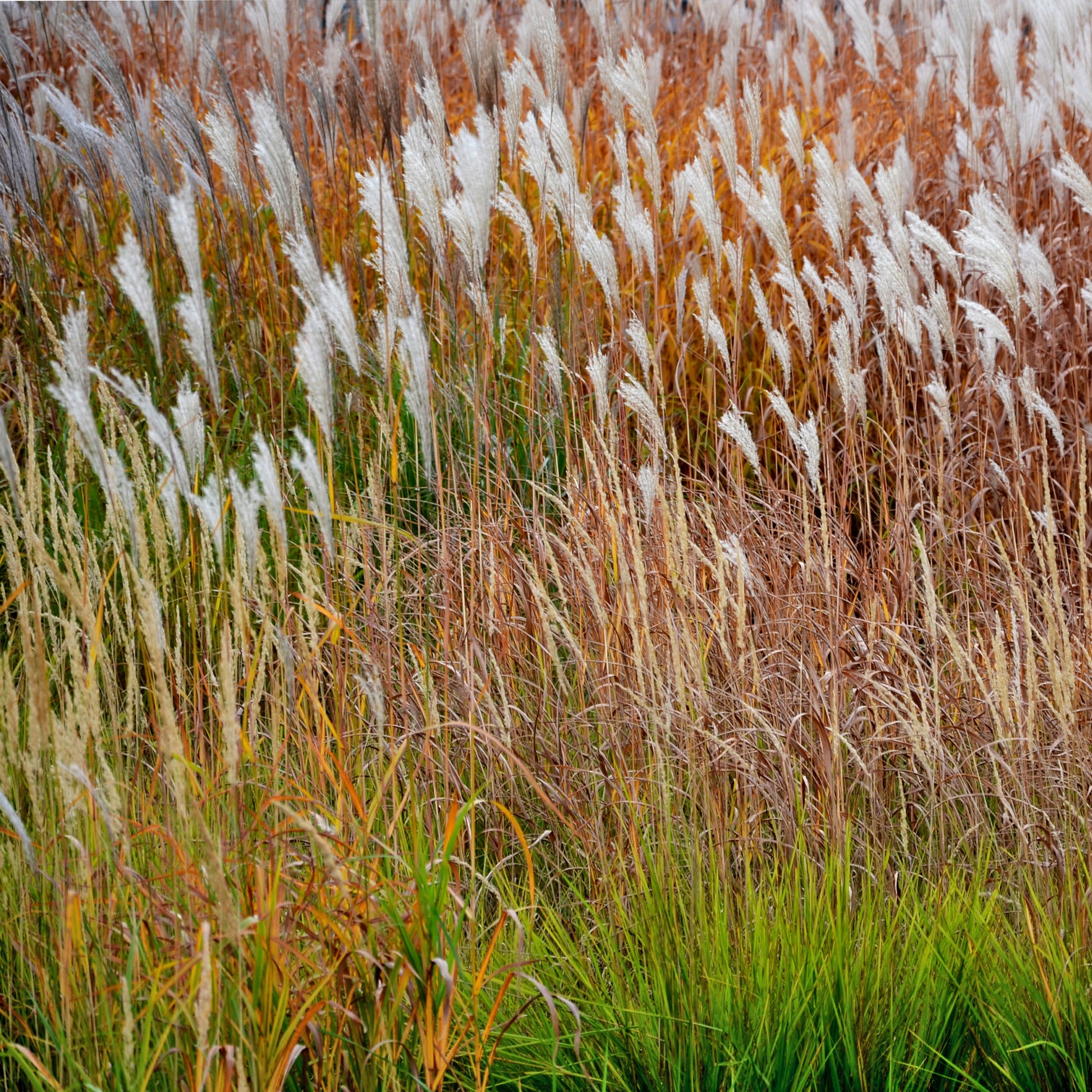Chinaschilf ‘Dronning Ingrid’ - Miscanthus sinensis Dronning Ingrid - Bakker