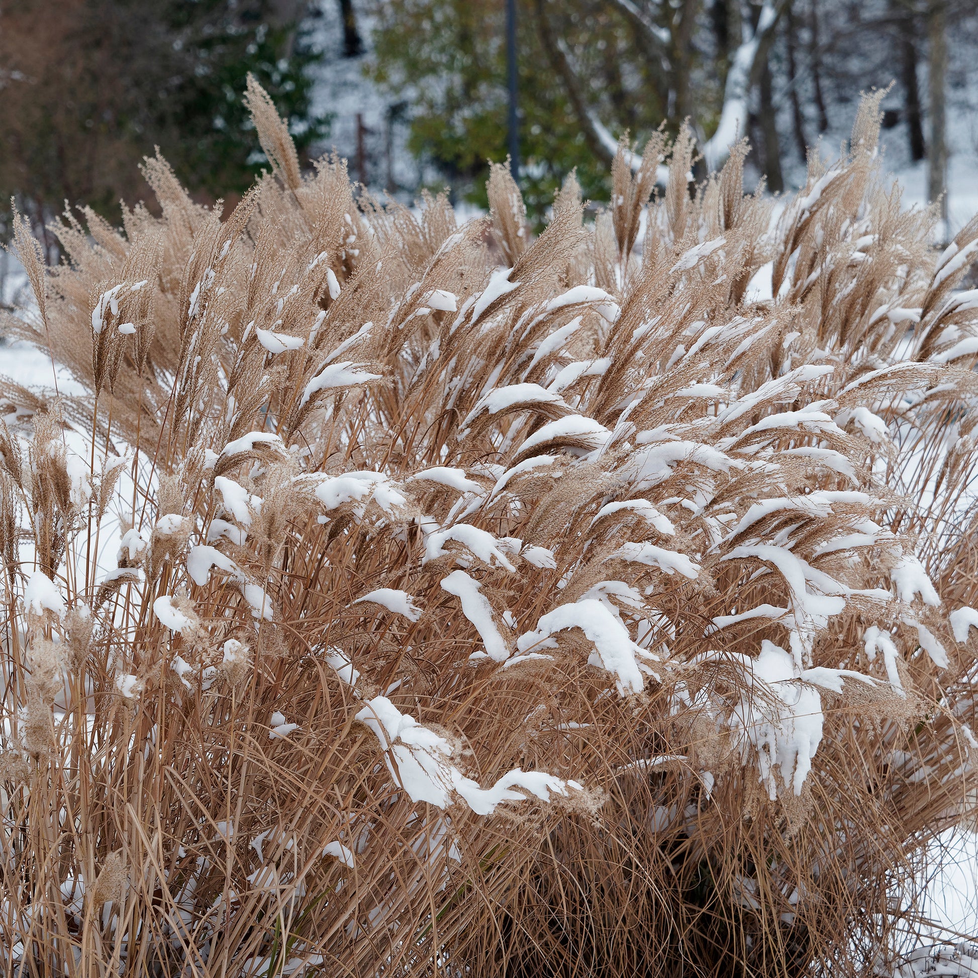 Verkauf Chinaschilf Kaskade - Miscanthus sinensis Kaskade