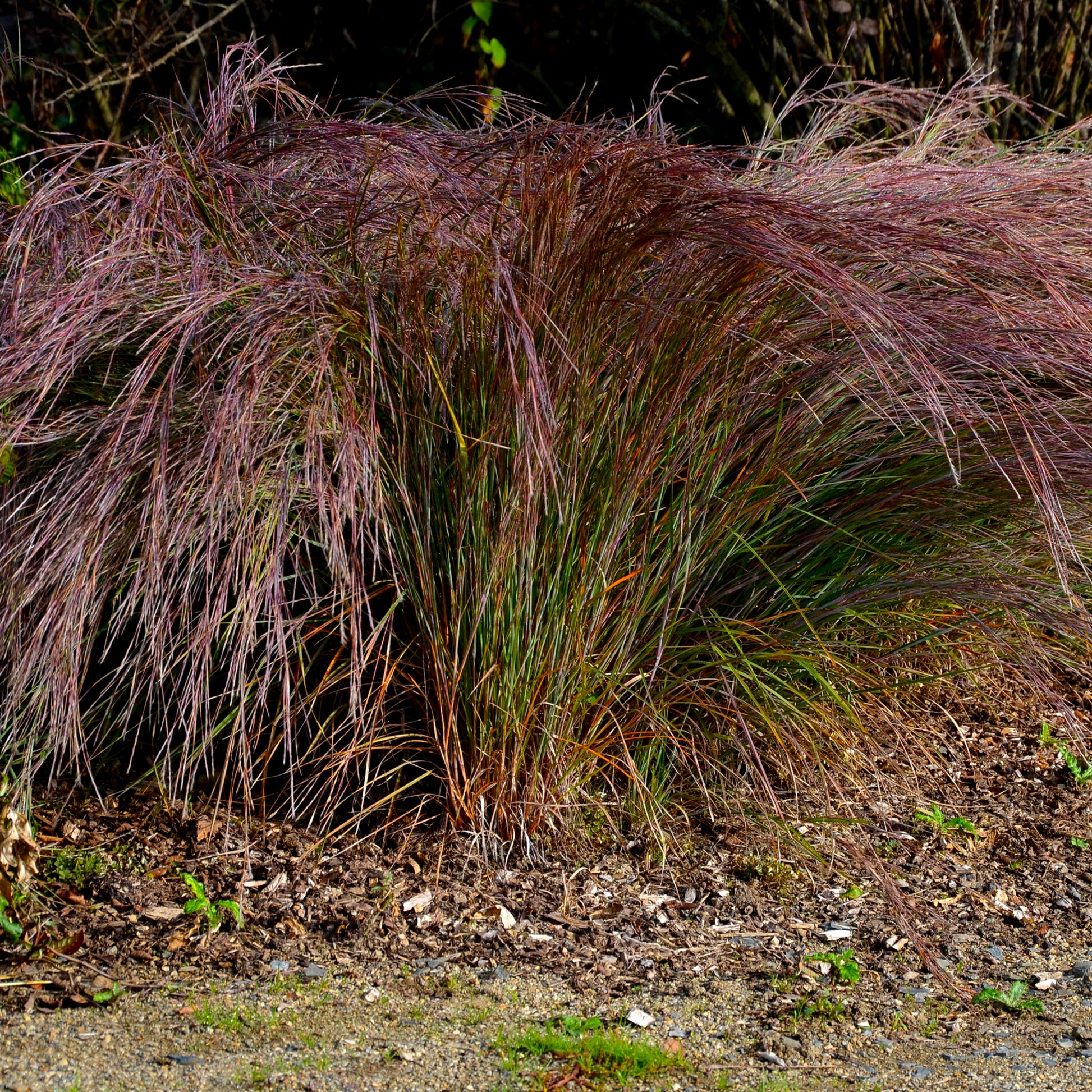 Präriegras Standing Ovation - Schizachyrium scoparium Standing Ovation - Bakker