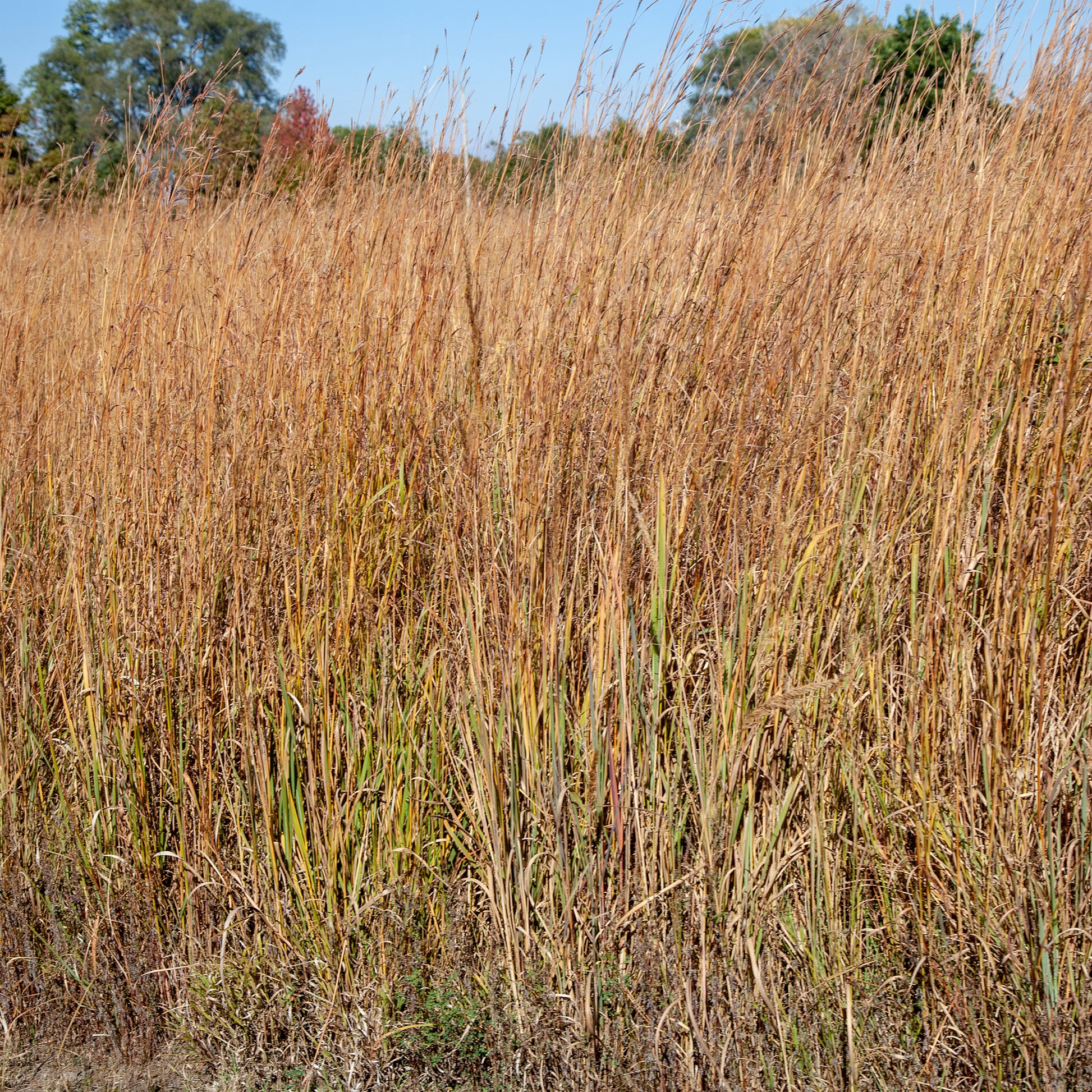 Präriegras Wildwest - Schizachyrium scoparium Wildwest - Bakker