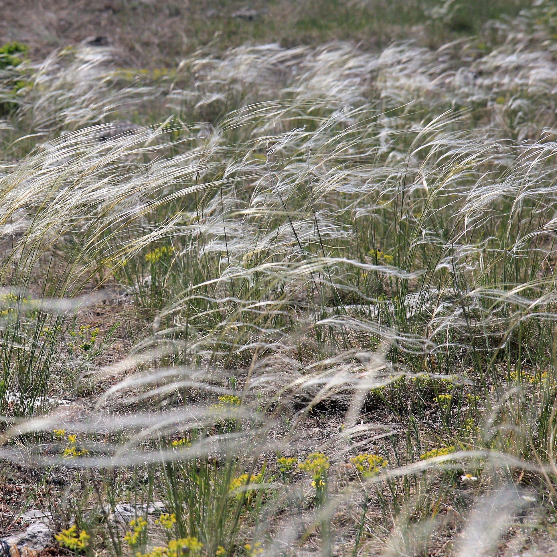 Stipa pulcherrima - Pracht-Federgras - Stipa
