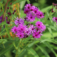Vernonia crinita - Arkansas-Scheinaster - Wildpflanzen für den Garten
