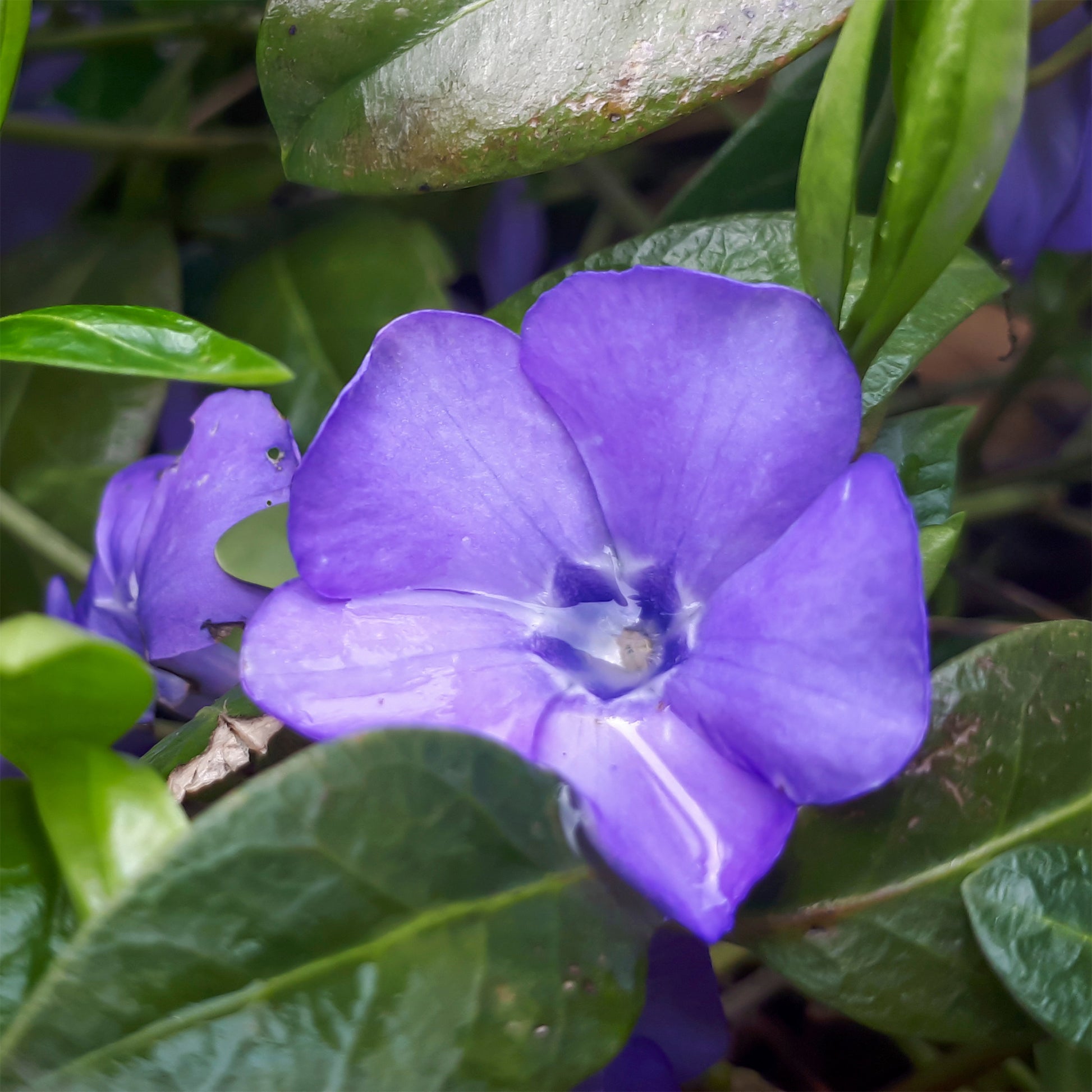 Kleines Immergrün ‘Flower Power’ - Bakker