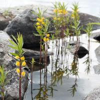 Ähriger Gilbweiderich - Lysimachia thyrsiflora - Bakker