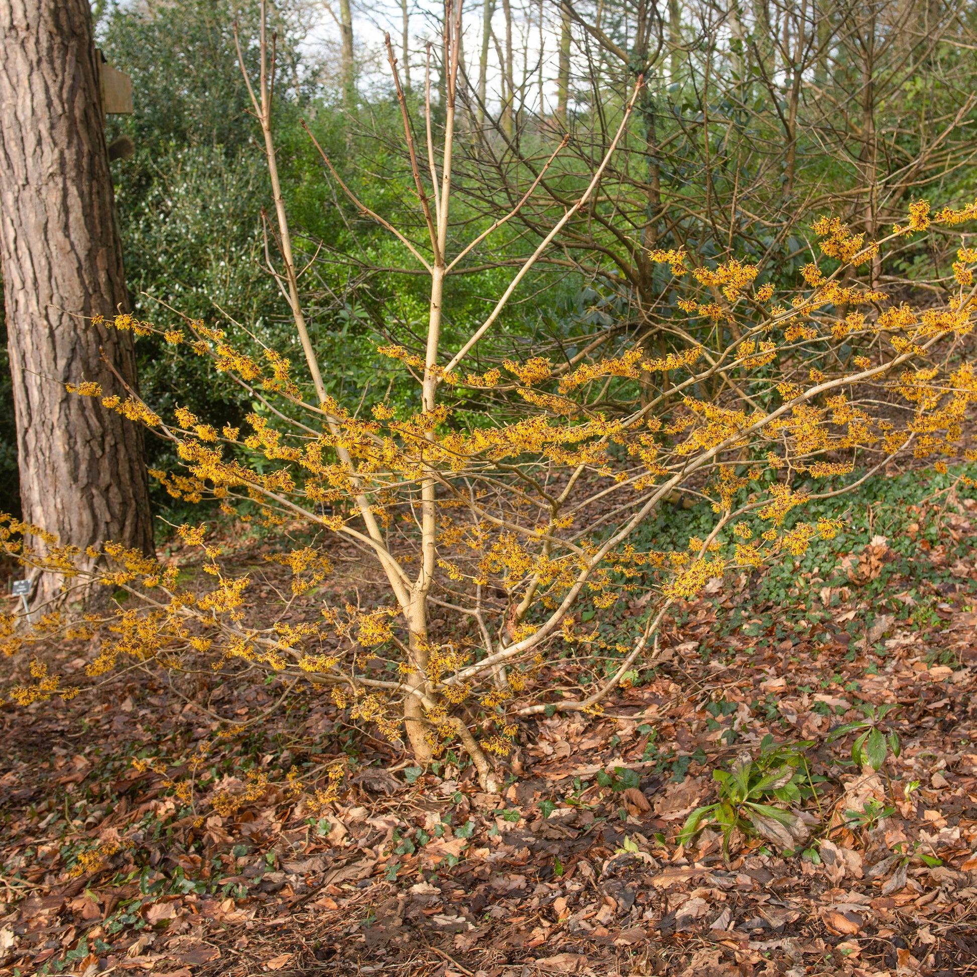 Zaubernuss ‘Orange Beauty’ - Bakker