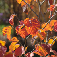 Hamamelis intermedia Orange Beauty - Zaubernuss ‘Orange Beauty’ - Balkonblumen