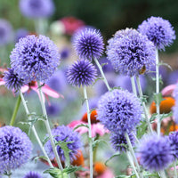Verkauf Kugeldistel ‘Veitch’s Blue’ - Echinops ritro Veitch's Blue