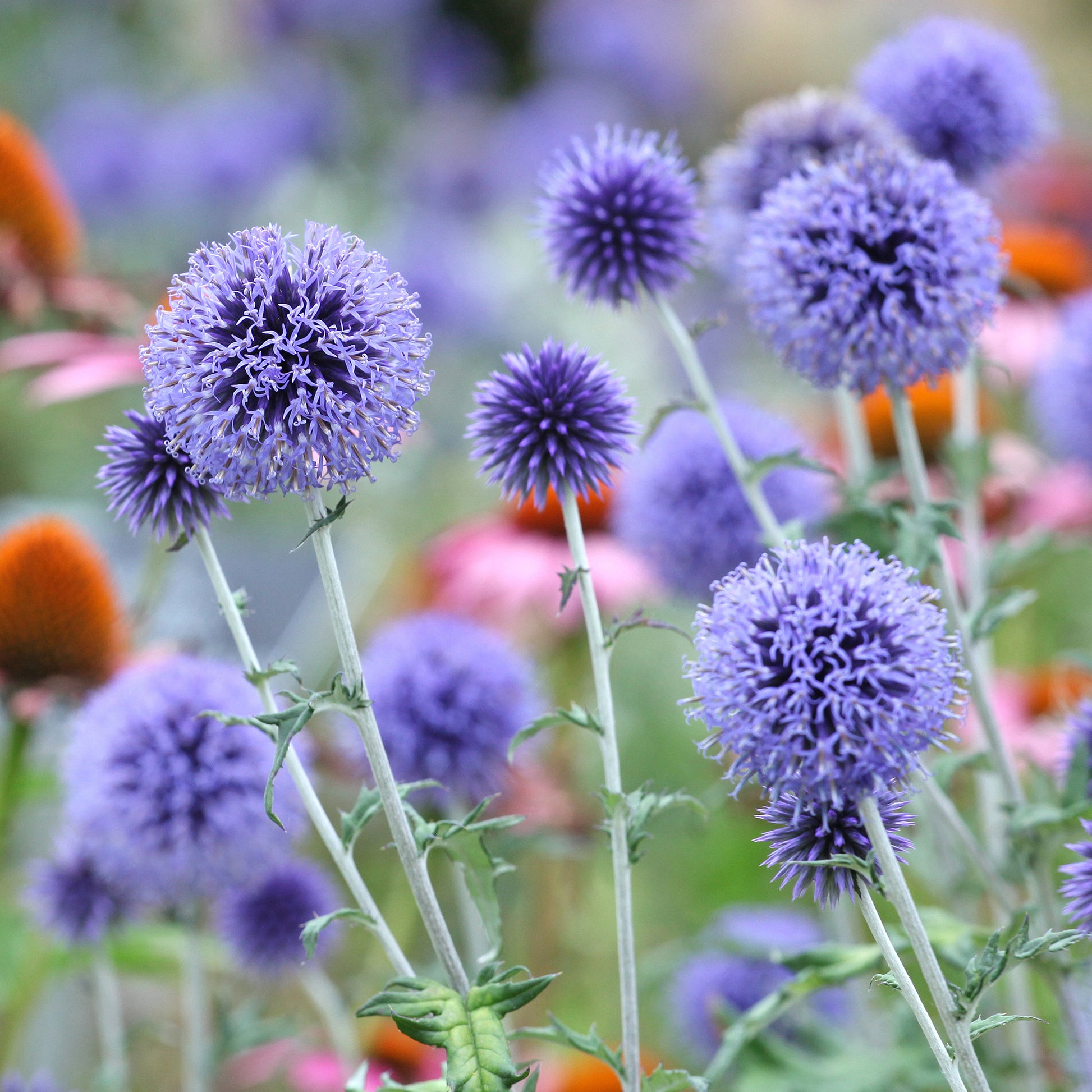 Echinops ritro Veitch's Blue - Kugeldistel ‘Veitch’s Blue’ - Stauden