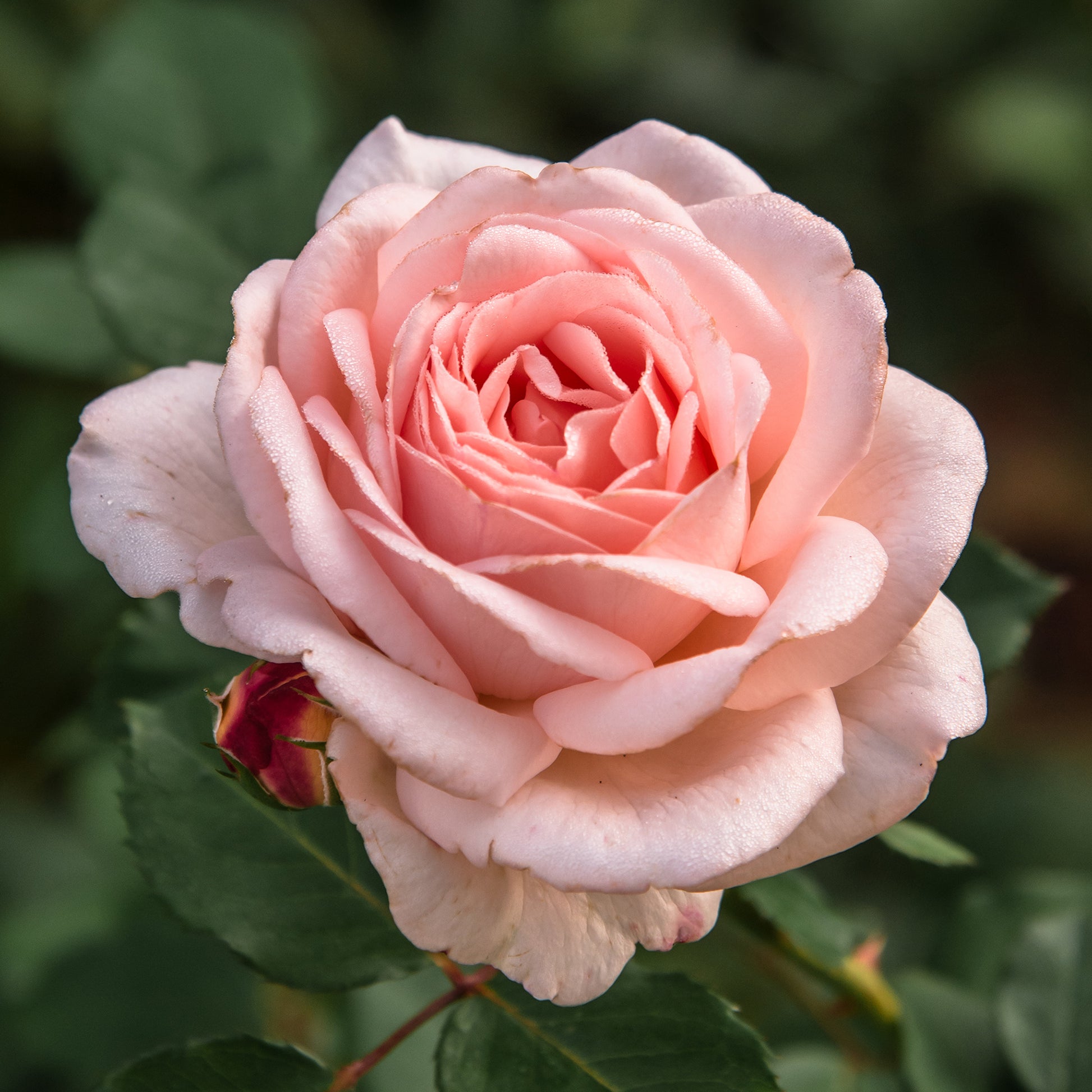 Rosen mit großen Blüten - Rose ‘Clair’™ Renaissance® - Rosa clair™renaissance ®