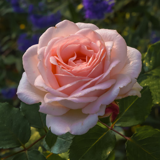 Rose ‘Clair’™ Renaissance® - Bakker