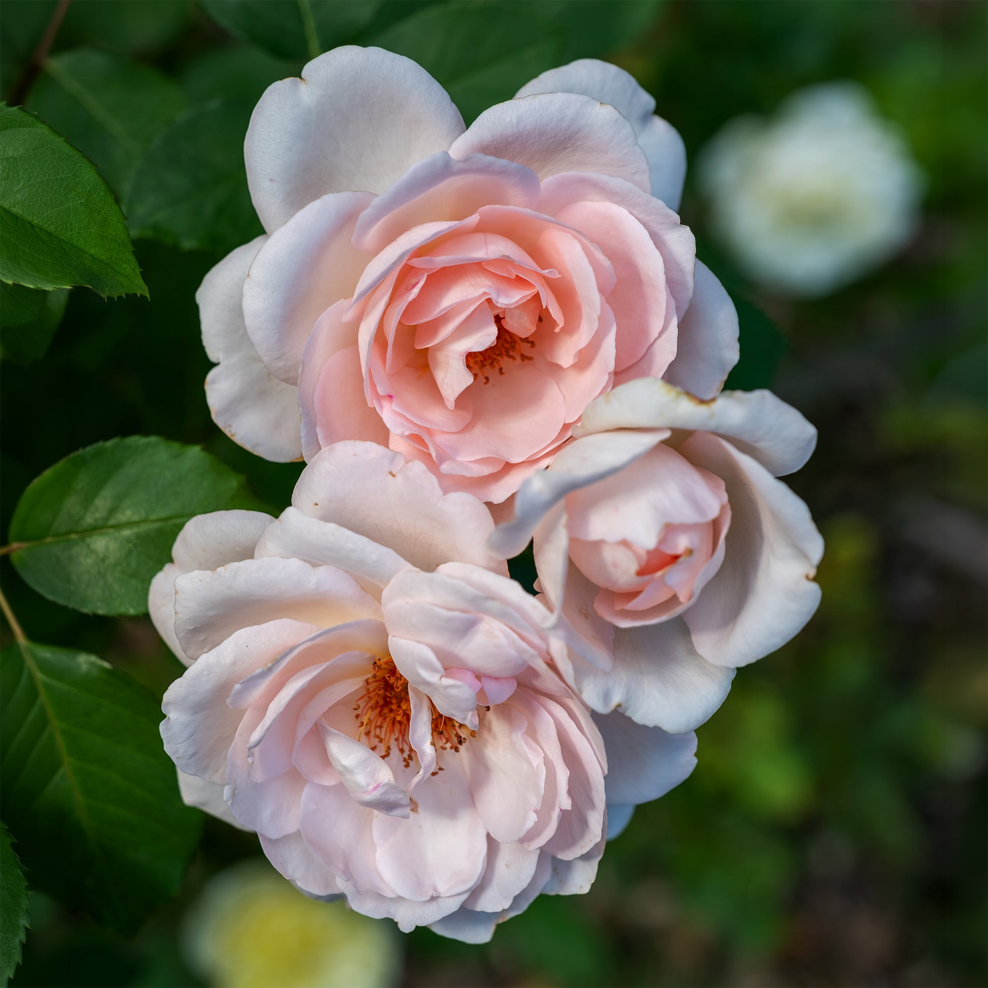 Rose ‘Clair’™ Renaissance® - Rosa clair™renaissance ® - Bakker