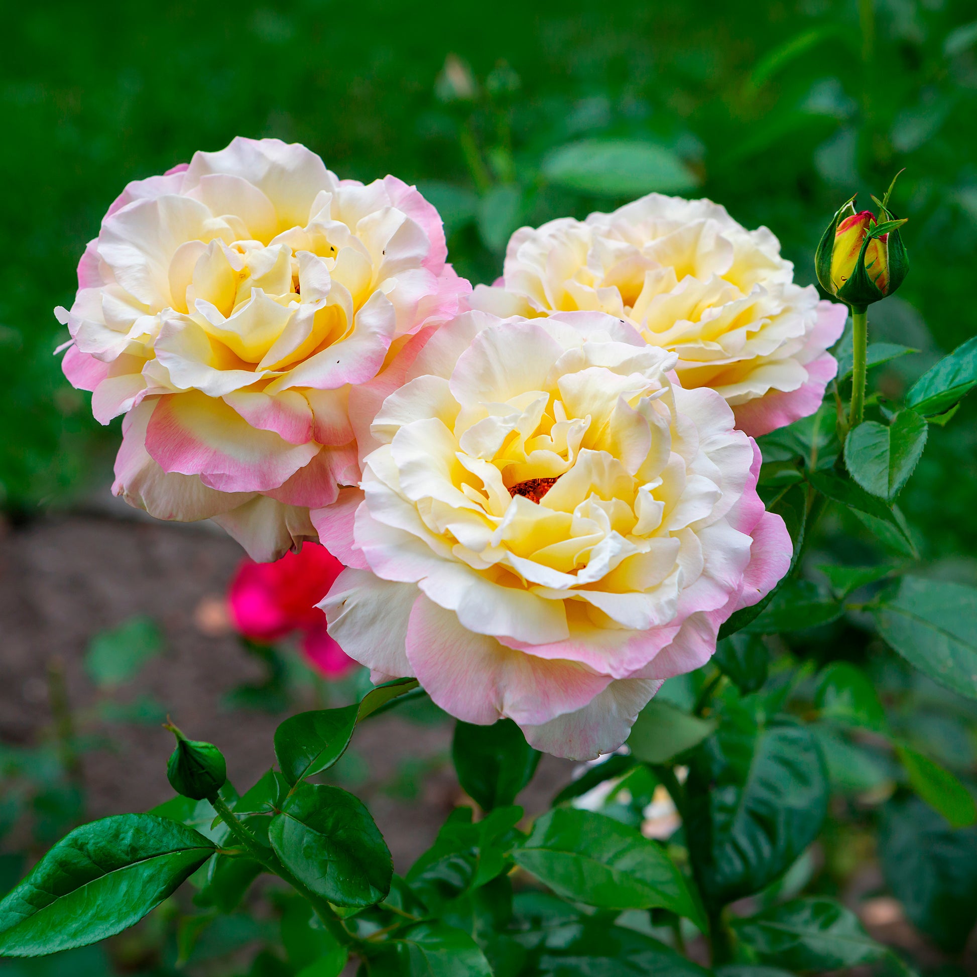 Rosenstrauch Mme A. Meilland - Rosa mme a. meilland - Bakker