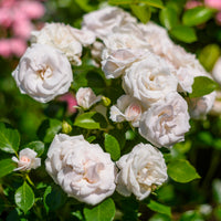 Rosa Aspirin Rose ® - Aspirin Rose ® - Bodendeckerrosen