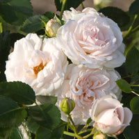 Aspirin Rose ® - Rosa Aspirin Rose ® - Bakker