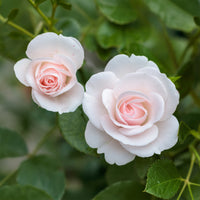 Aspirin Rose ® - Bakker