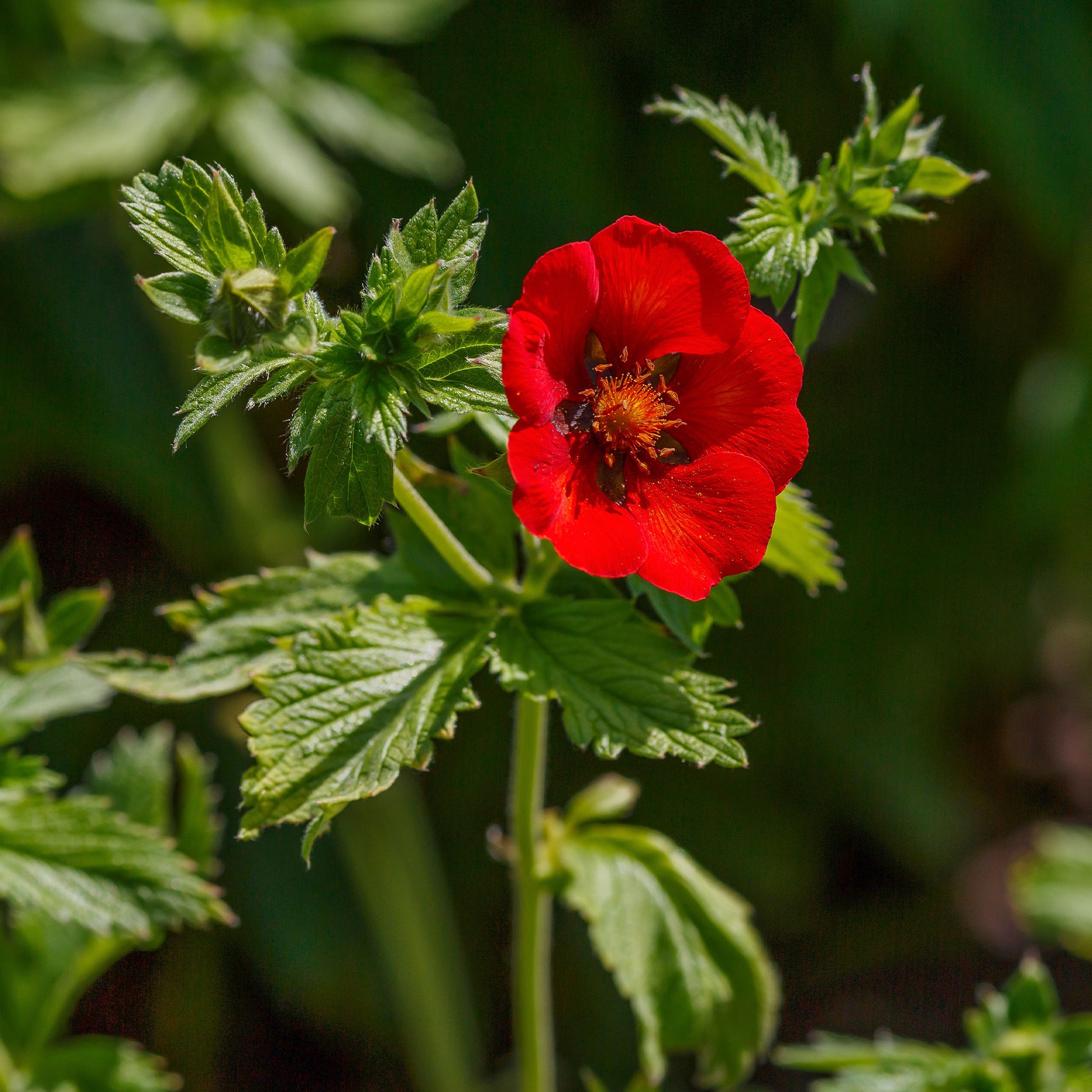 Blutrotes Fingerkraut - Potentilla atrosanguinea - Bakker