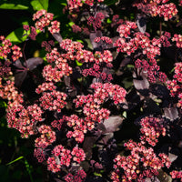 Sedum - Fetthenne - Fetthenne 'Chocolate Cherry' - Sedum 'chocolate cherry'