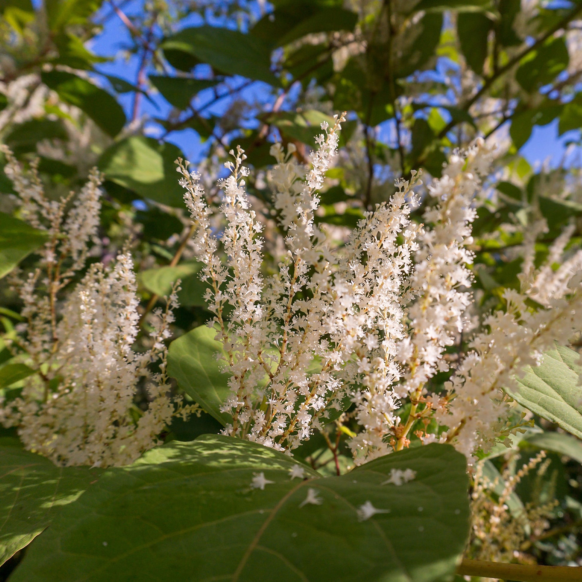 Virginische Scheineller ‘Henry’s Garnet’ - Itea virginica Henry's Garnet - Bakker