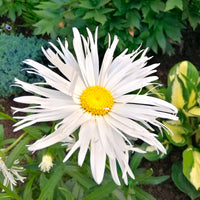 Sommermargeriten ‘Old Court’ (x3) - Bakker