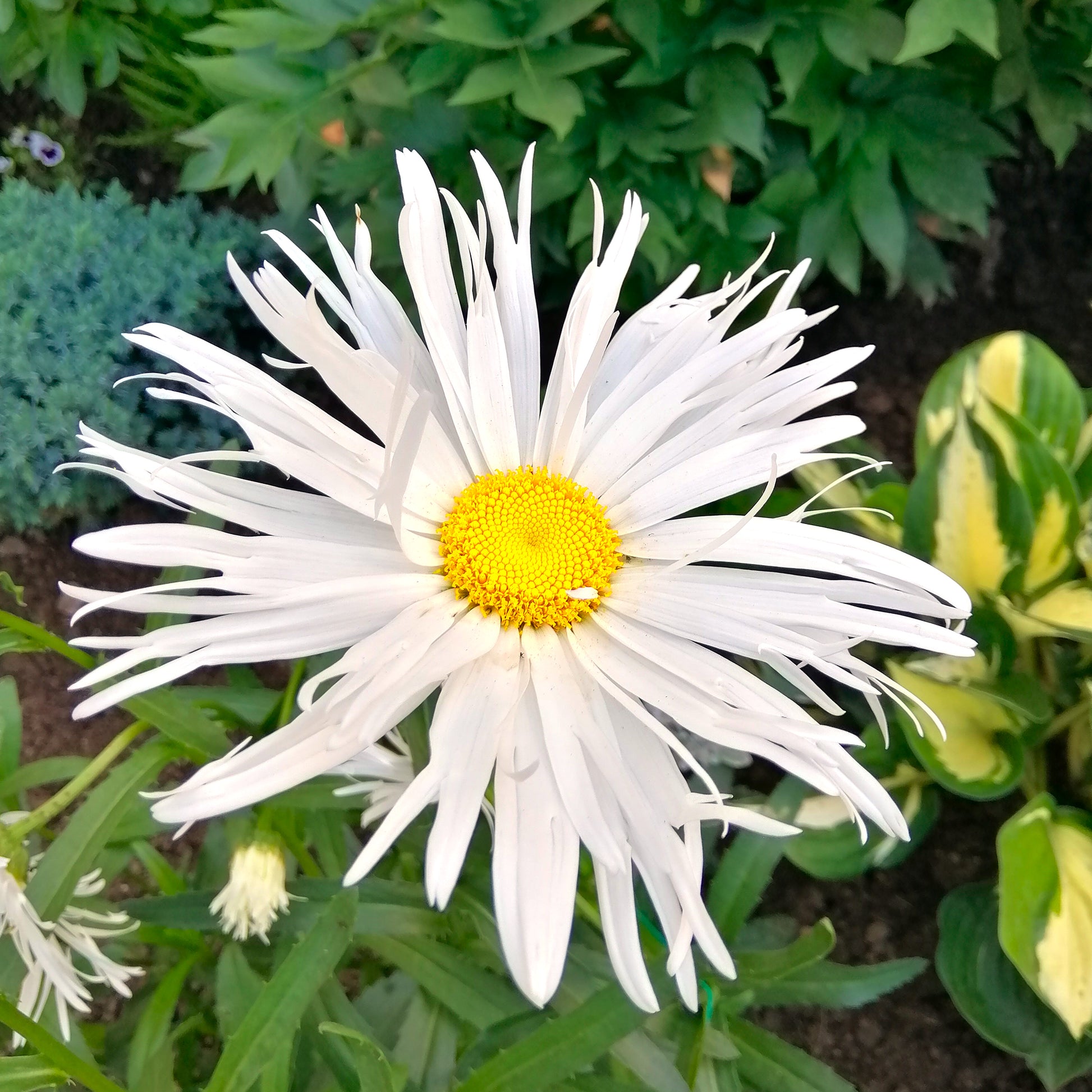Sommermargeriten ‘Old Court’ (x3) - Bakker