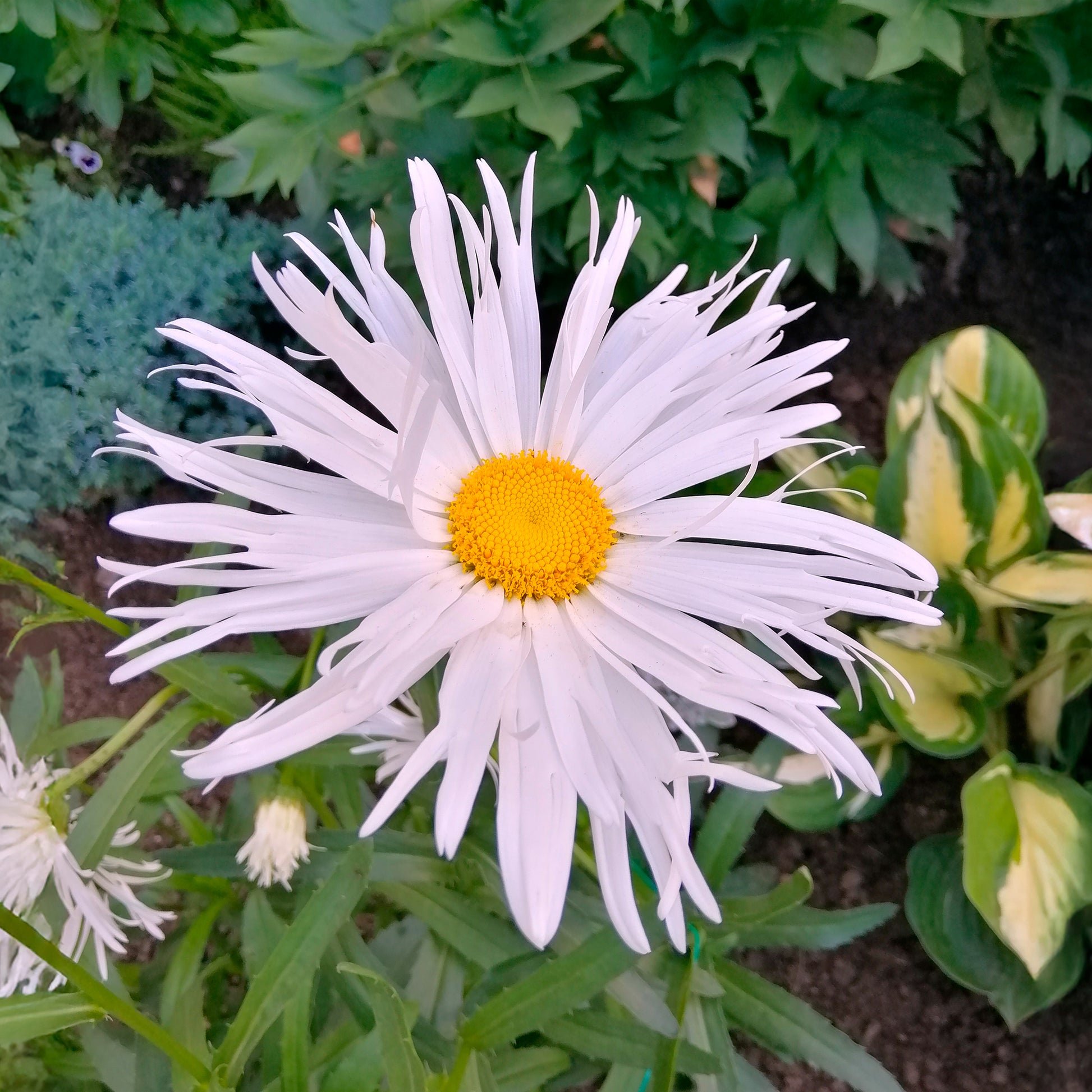 Margariten Sweet Daisy Rebecca - Bakker