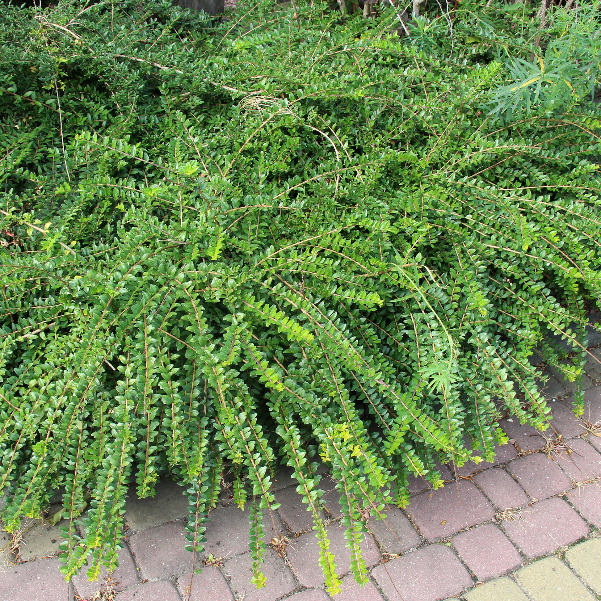 Immergrüne Heckenkirsche - Lonicera pileata - Bakker