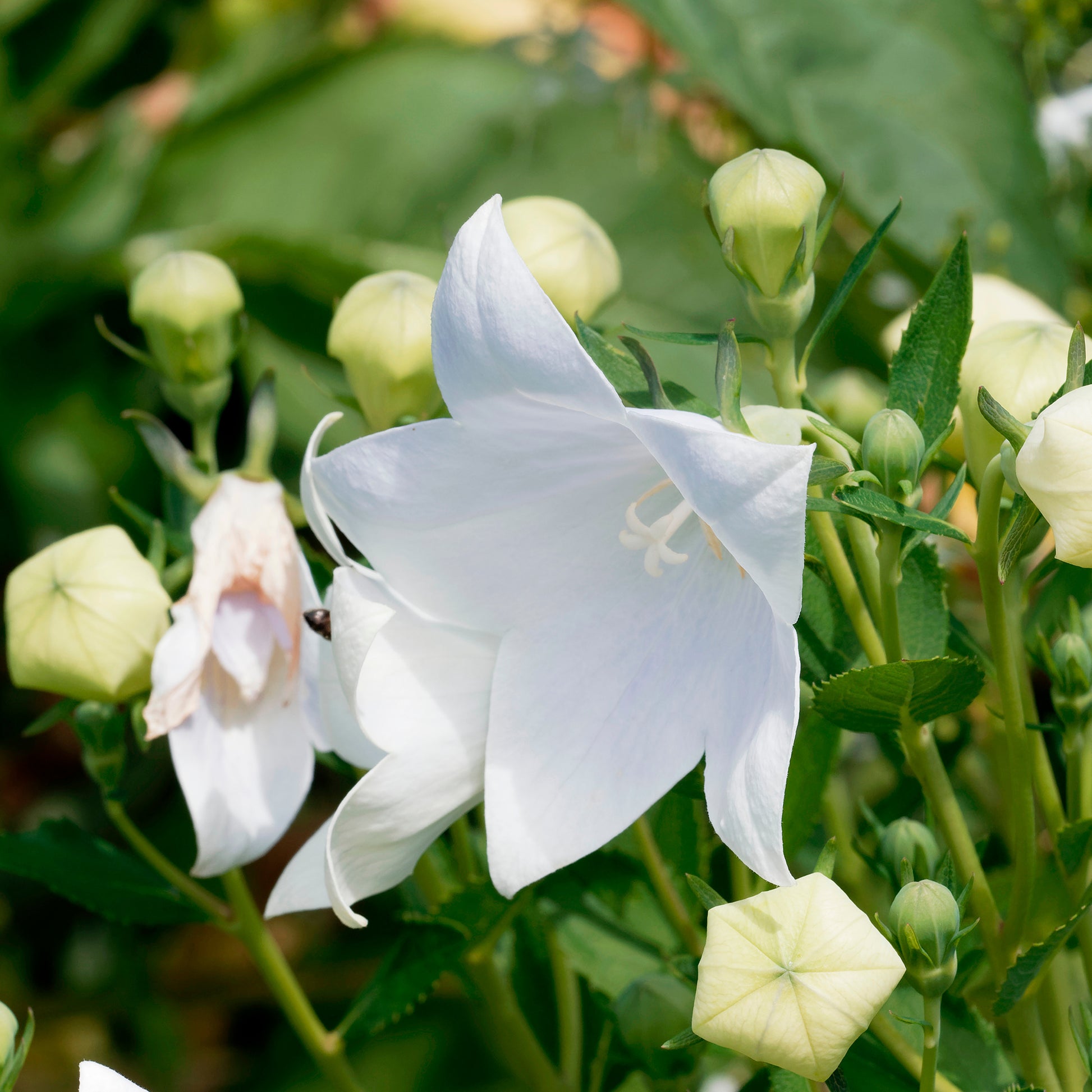 Ballonblume 'Albus' - Bakker