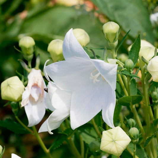 Ballonblume 'Albus' - Bakker