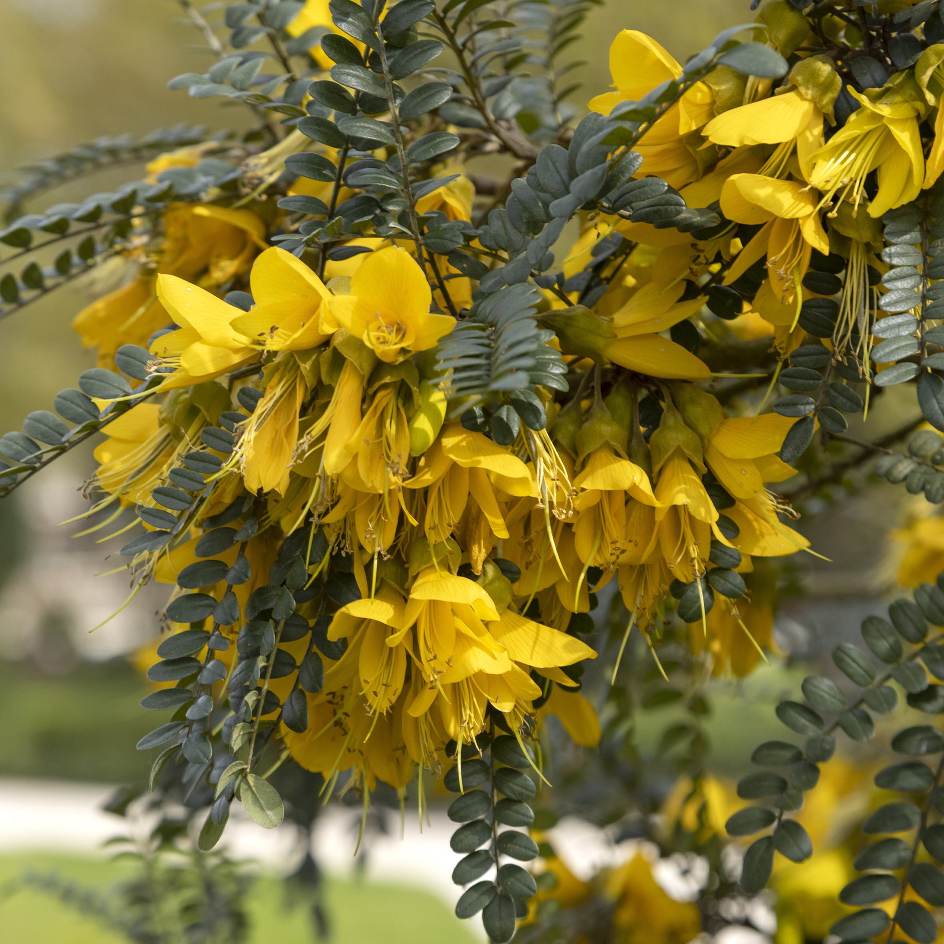 Kleinblättrige Sophora ‘Sun King’ - Bakker
