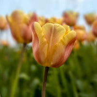 Tulipa 'apricot foxx' - Triumph-Tulpen Apricot Foxx - Tulpen-Zwiebeln