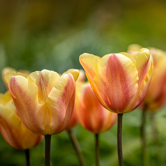 Triumph-Tulpen Apricot Foxx - Bakker