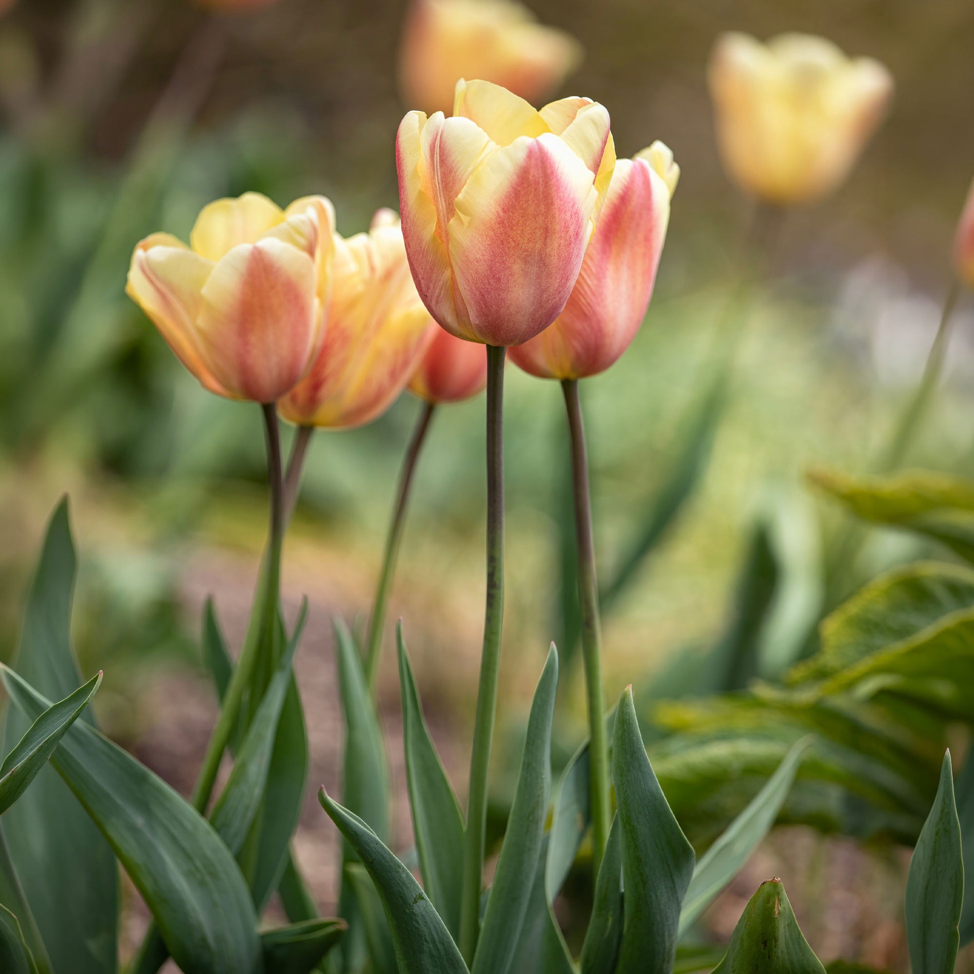 Triumph-Tulpen Apricot Foxx - Tulipa 'apricot foxx' - Bakker