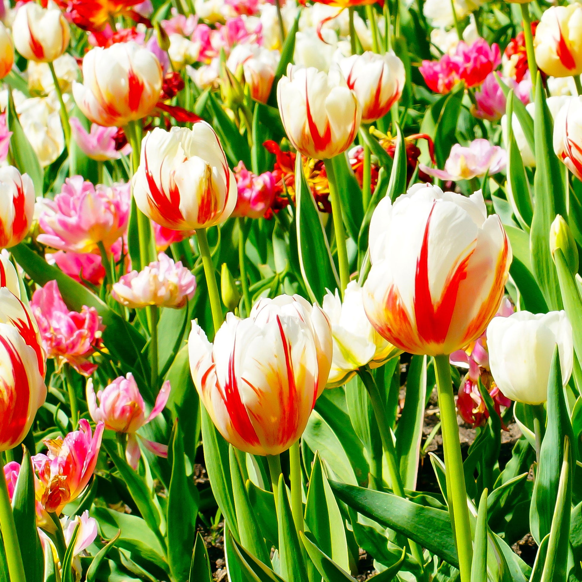 Triumph-Tulpen ‘Carnaval de Rio’ (x10) - Tulipa 'carnaval de rio' - Bakker