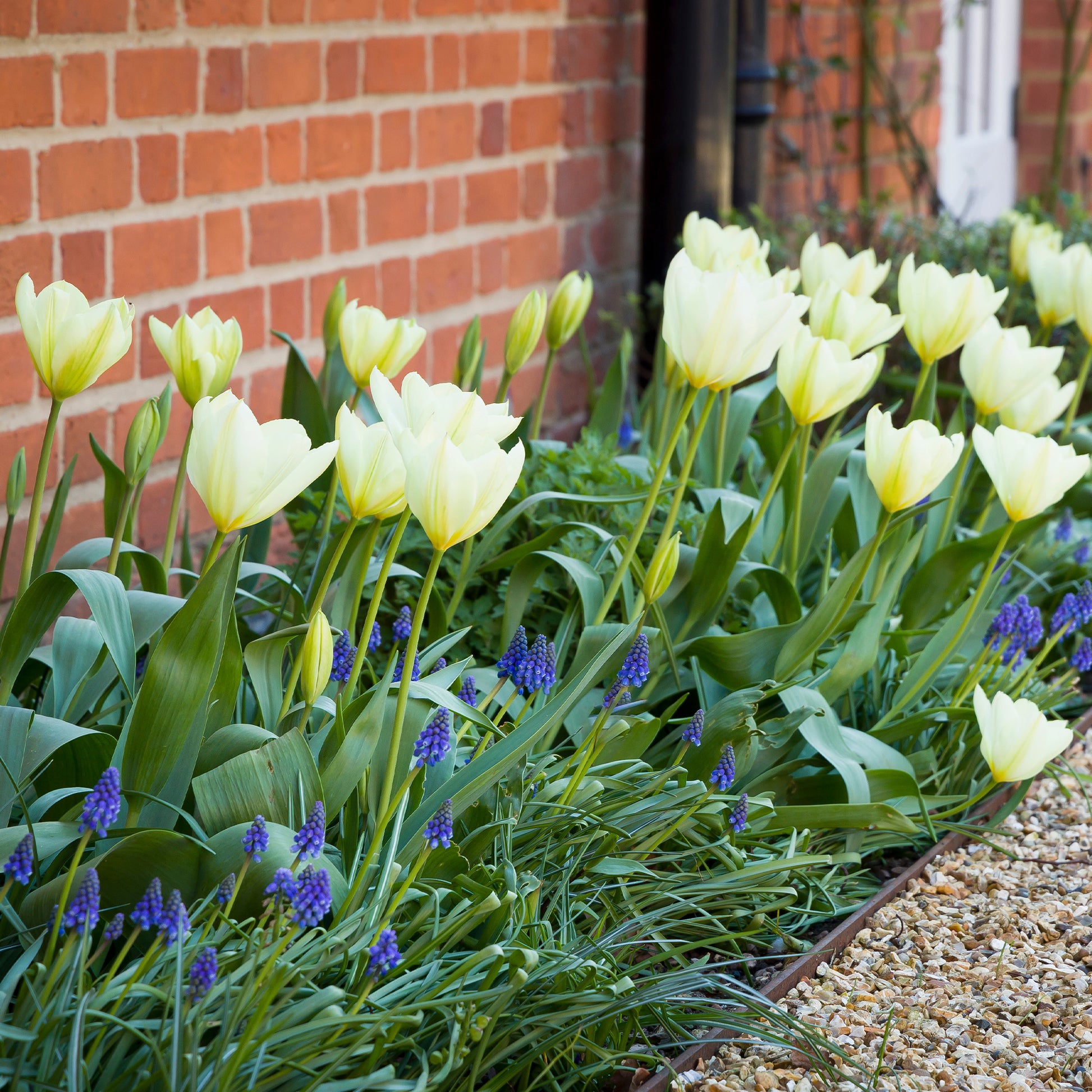 Tulipa purissima - Fosteriana-Tulpen Purissima - Tulpen-Zwiebeln