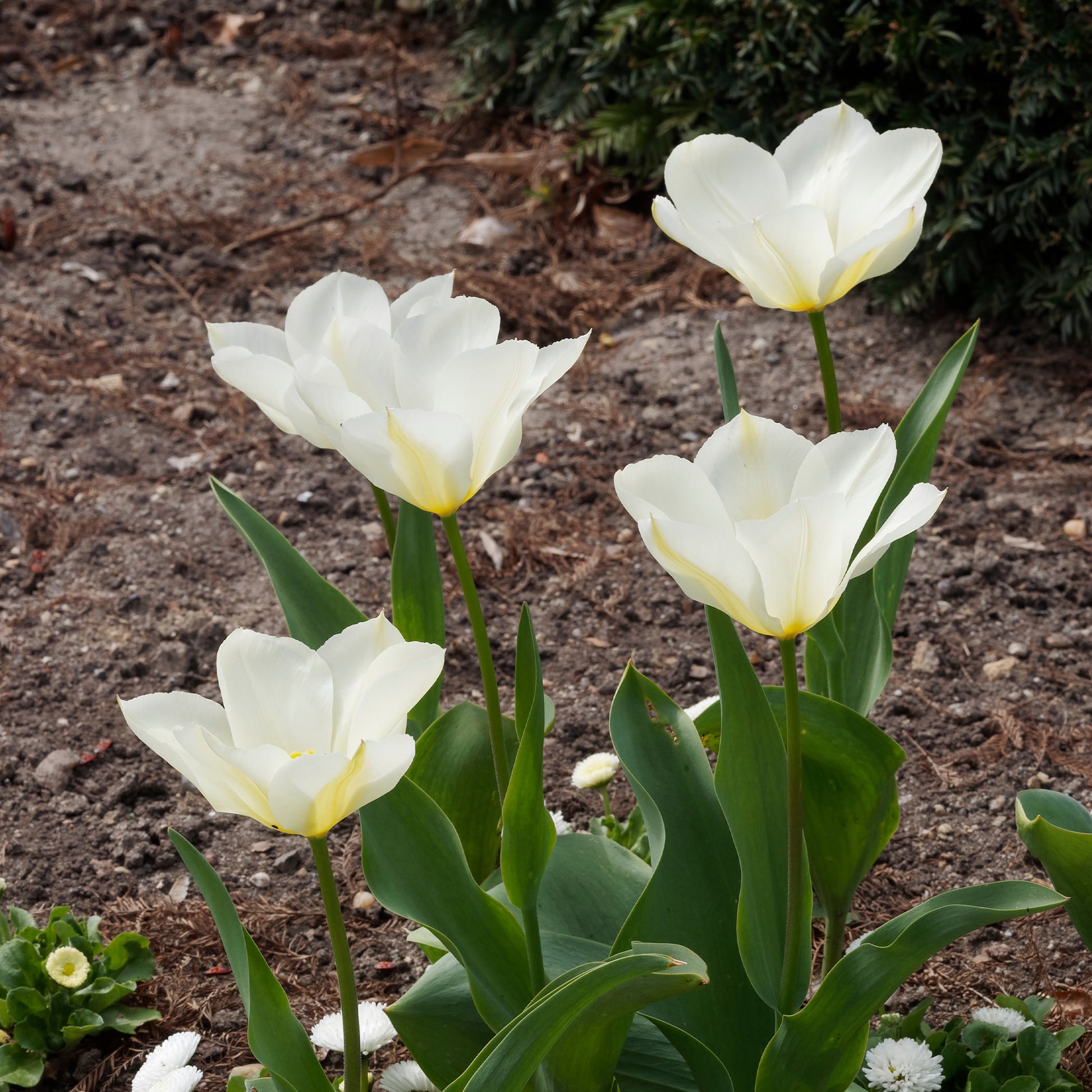 Verkauf Fosteriana-Tulpen Purissima - Tulipa purissima