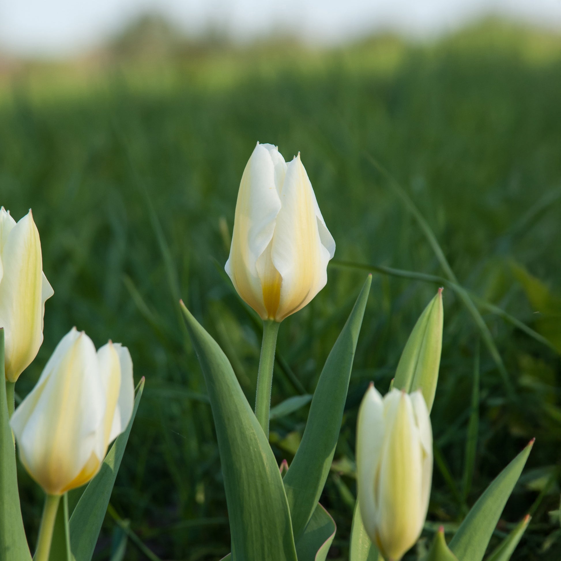 Fosteriana-Tulpen Purissima - Tulipa purissima - Bakker