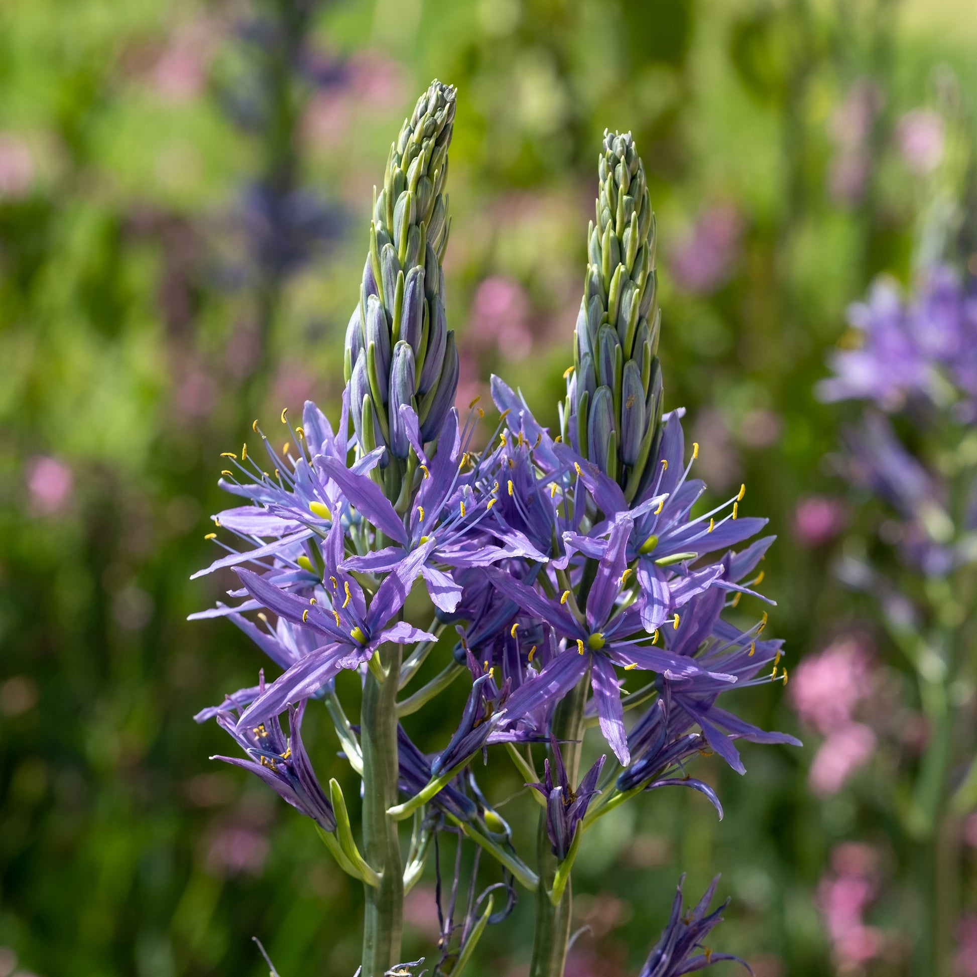 Camassia leichtlinii suksdorfii blau (x3) - Camassia leichtlinii suksdorfii - Bakker