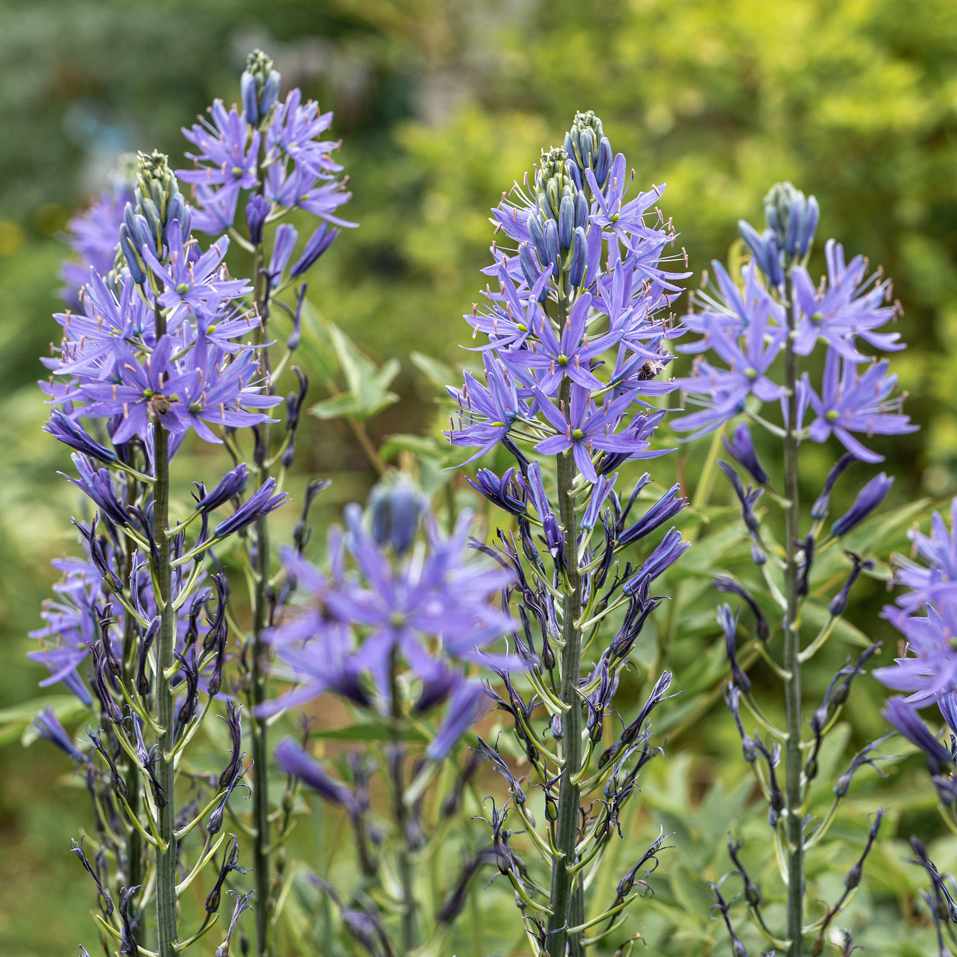 Camassia leichtlinii suksdorfii - Camassia leichtlinii suksdorfii blau (x3) - Frühlingszwiebeln