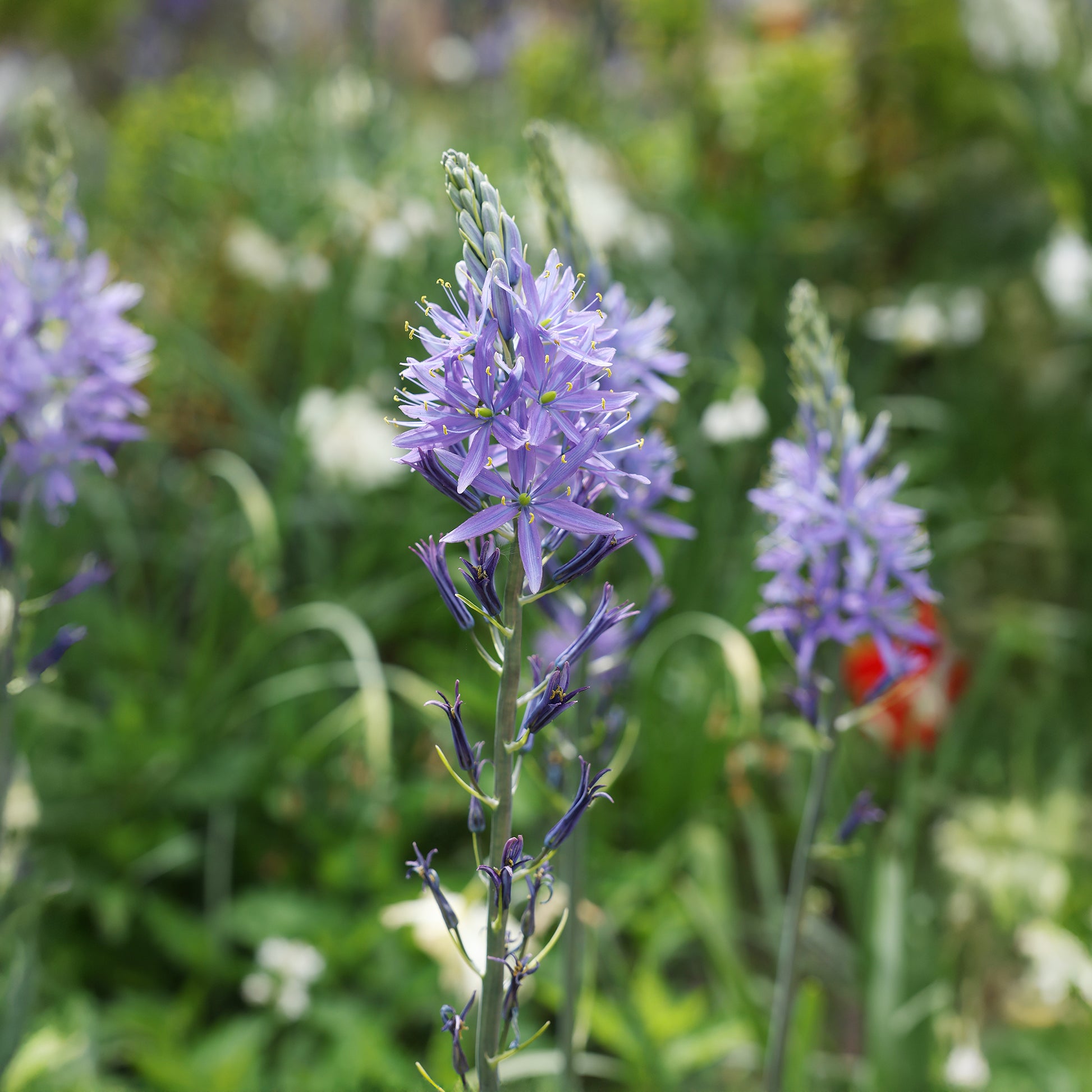 Frühlingszwiebeln - Camassia leichtlinii suksdorfii blau (x3) - Camassia leichtlinii suksdorfii